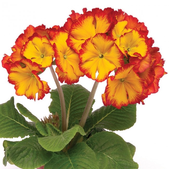 Polyanthus Fire Dragon (1323)